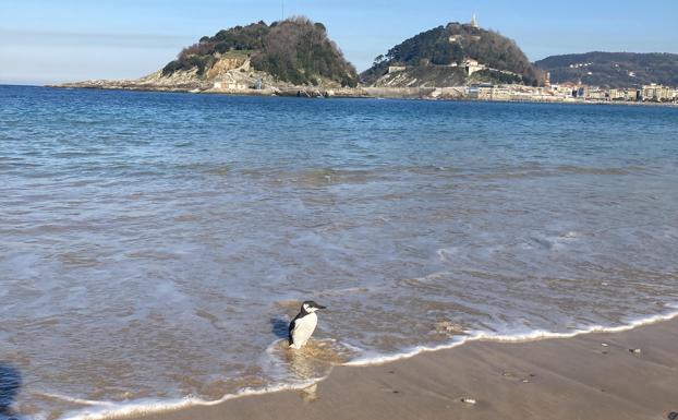 Un pingüino Arao, en la playa de Ondarreta de San Sebastián