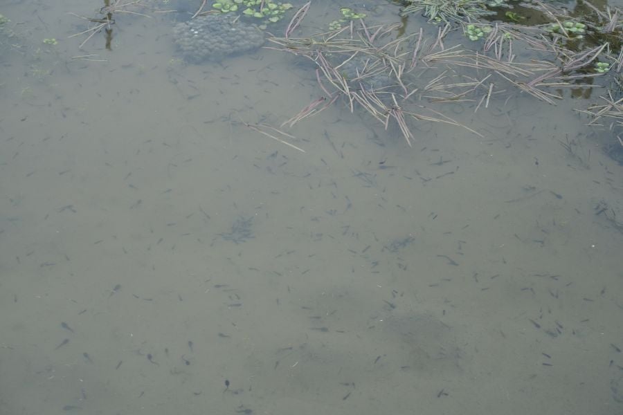 Bajo el manto blanco que ha cubierto esta semana el macizo de Aizkorri se encuentra, Zumarraga y los pueblos que se encuentran en el valle de Urola. 