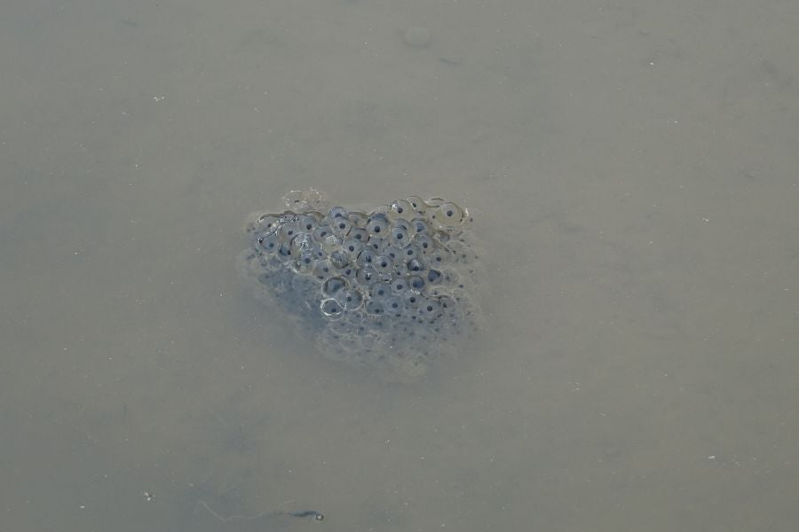 Bajo el manto blanco que ha cubierto esta semana el macizo de Aizkorri se encuentra, Zumarraga y los pueblos que se encuentran en el valle de Urola. 