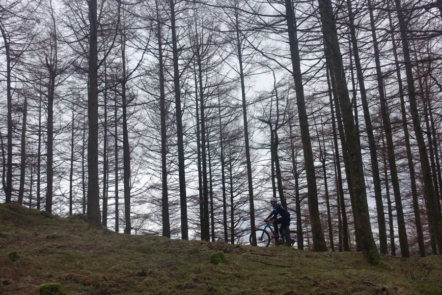 Galería. Un ciclista se dirige por un pinar cercano a Samiño hacia la cumbre.
