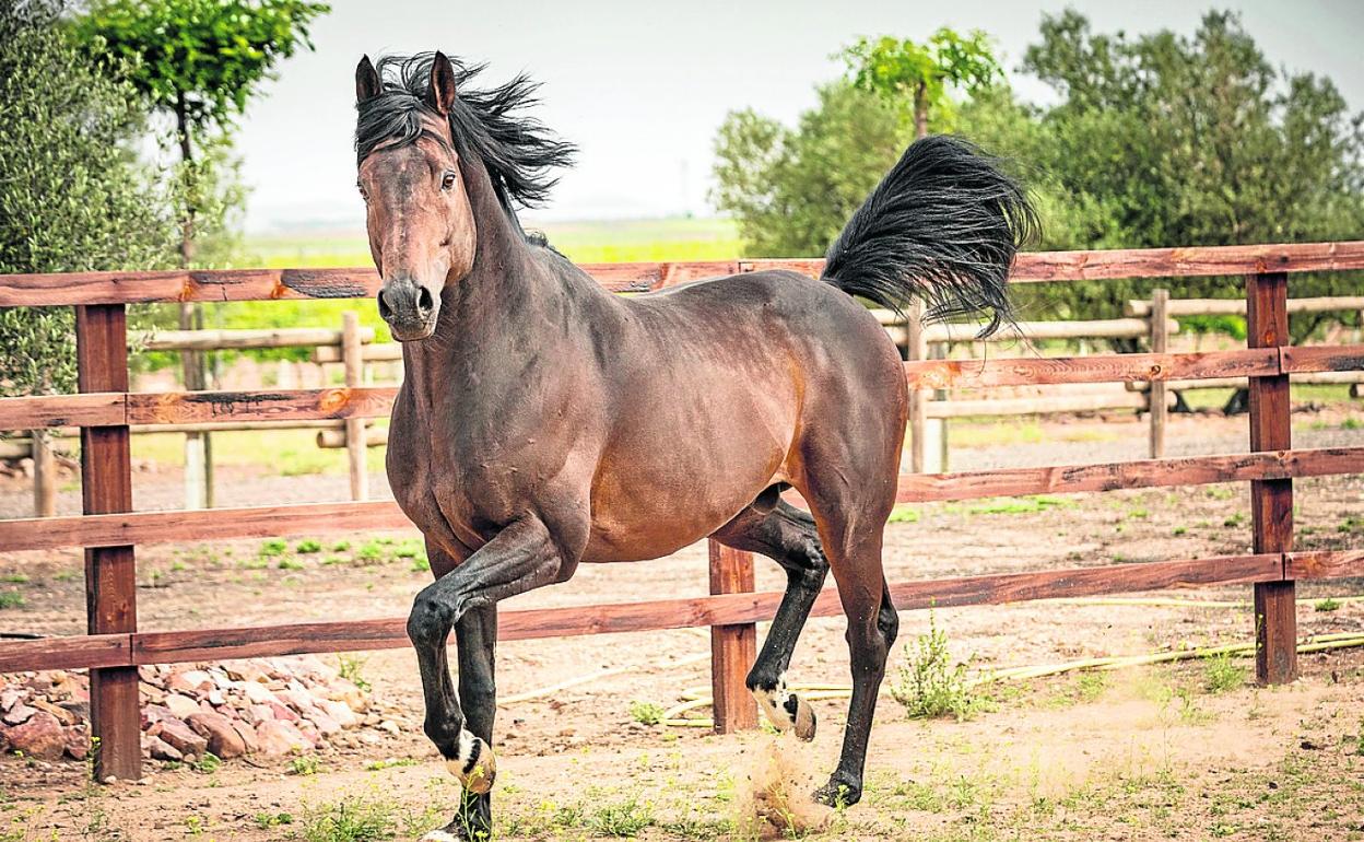 'Abdel' vivirá durante cuatro años en Lore Toki