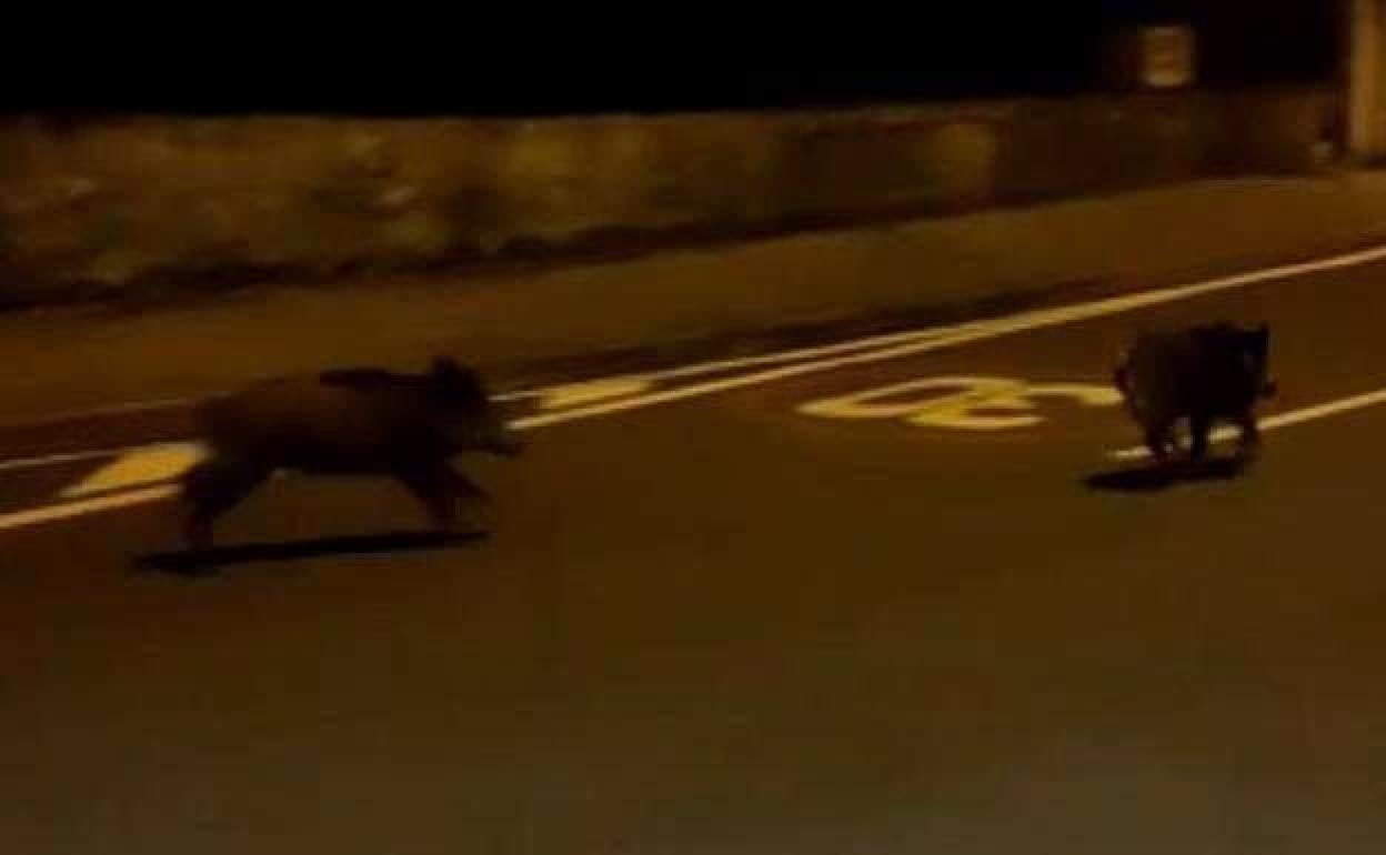 Una pareja de jabalíes avistados en el barrio de Aiete en octubre del año pasado. 