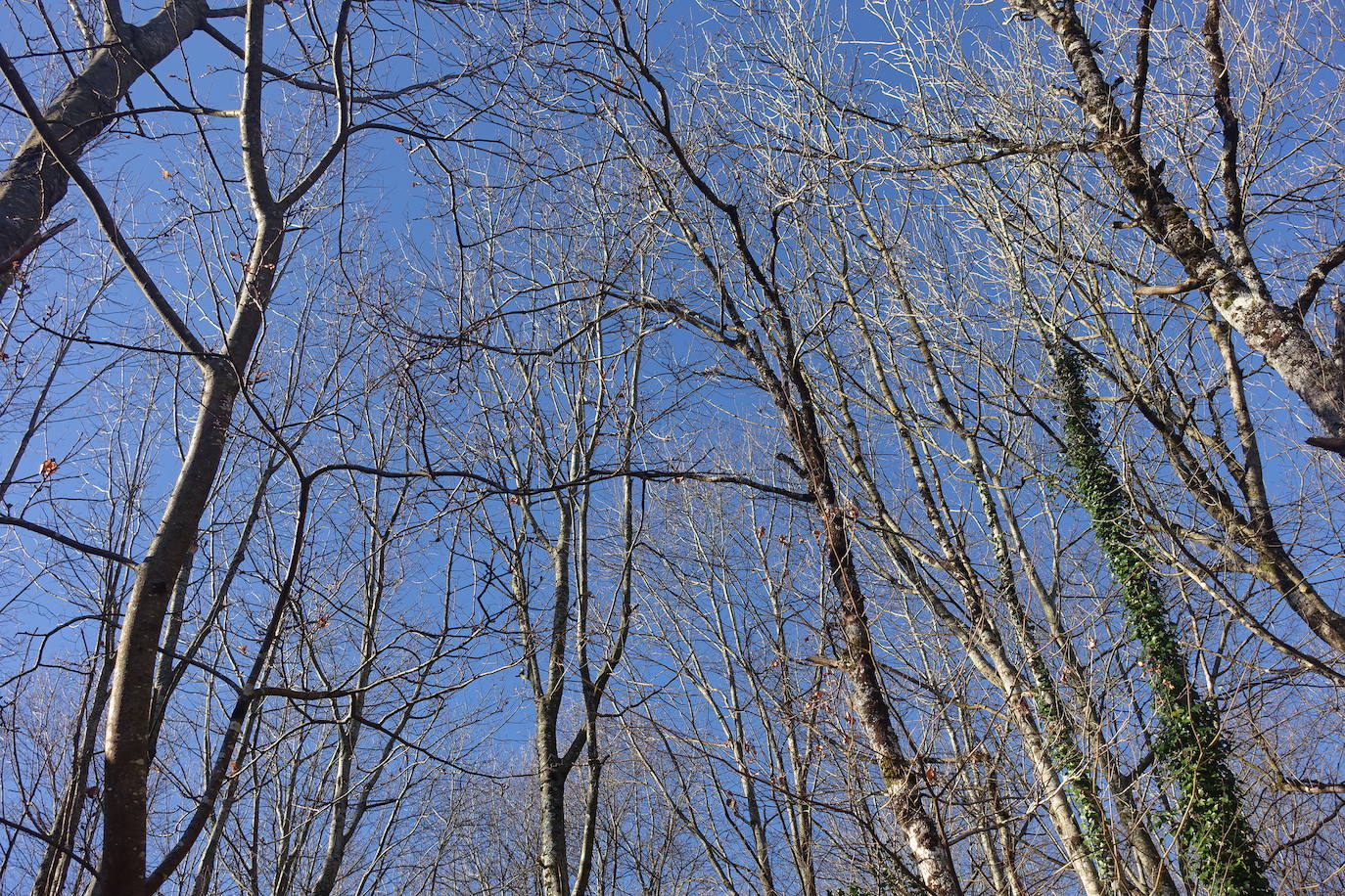 Fotos: Hirumugarrieta, dura subida con premio