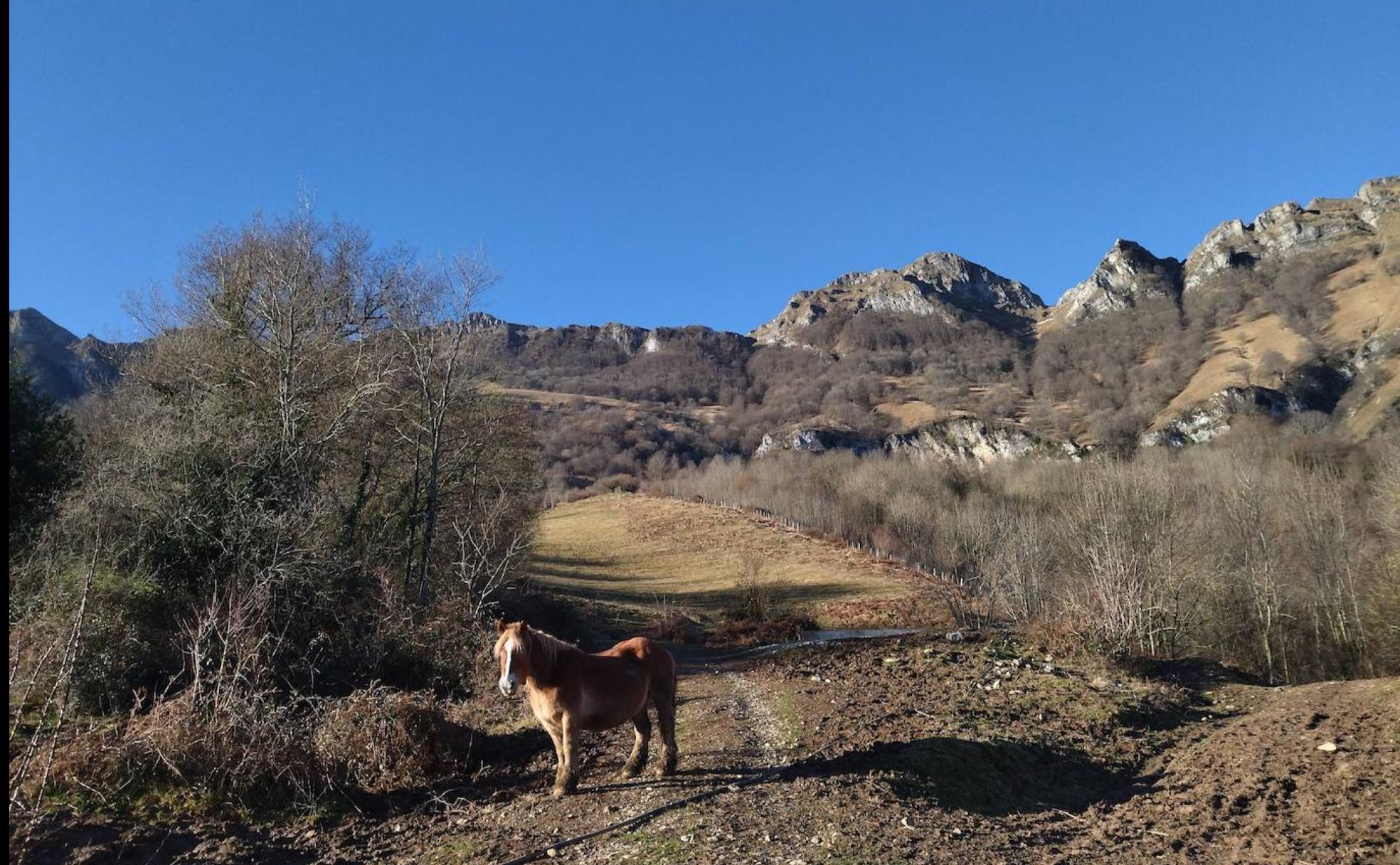 Una yegua observa impasible mientras nos acercamos por el camino que conduce a Hirumugarrieta.