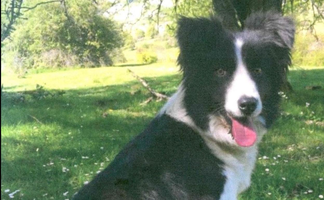 Susi, la border collie sustraída en el valle de Yerri.