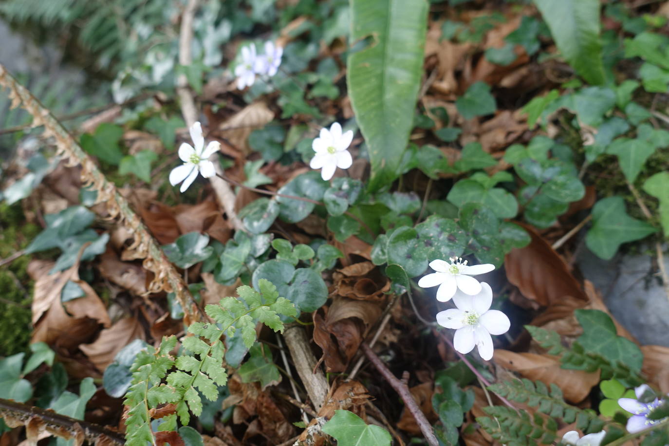 Fotos: Pagoeta, en el límite del Cantábrico