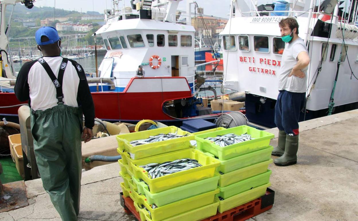 La flota de la anchoa hace un alto por el bajo tamaño de la especie