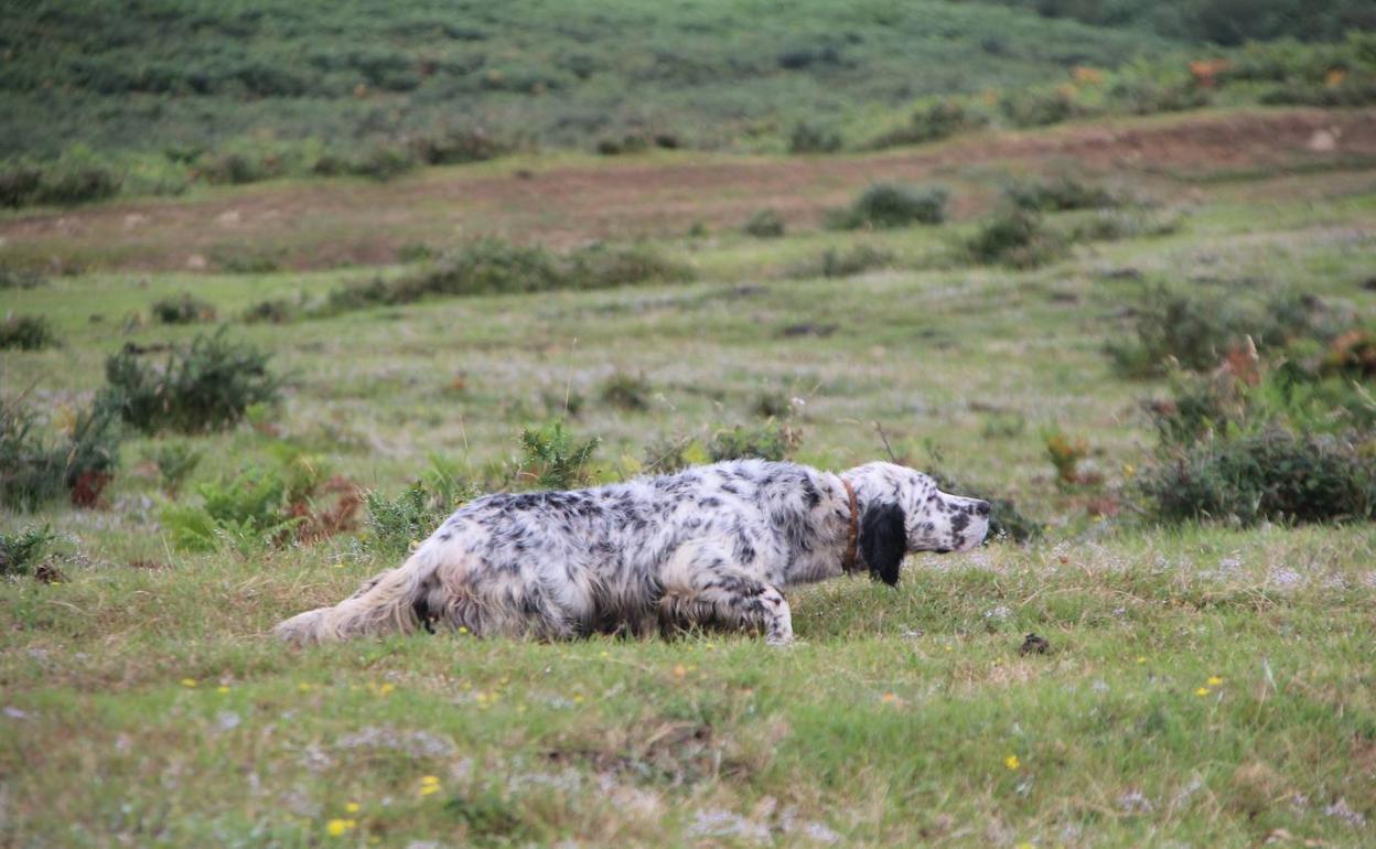 Imagen de un perro de la raza setter. 