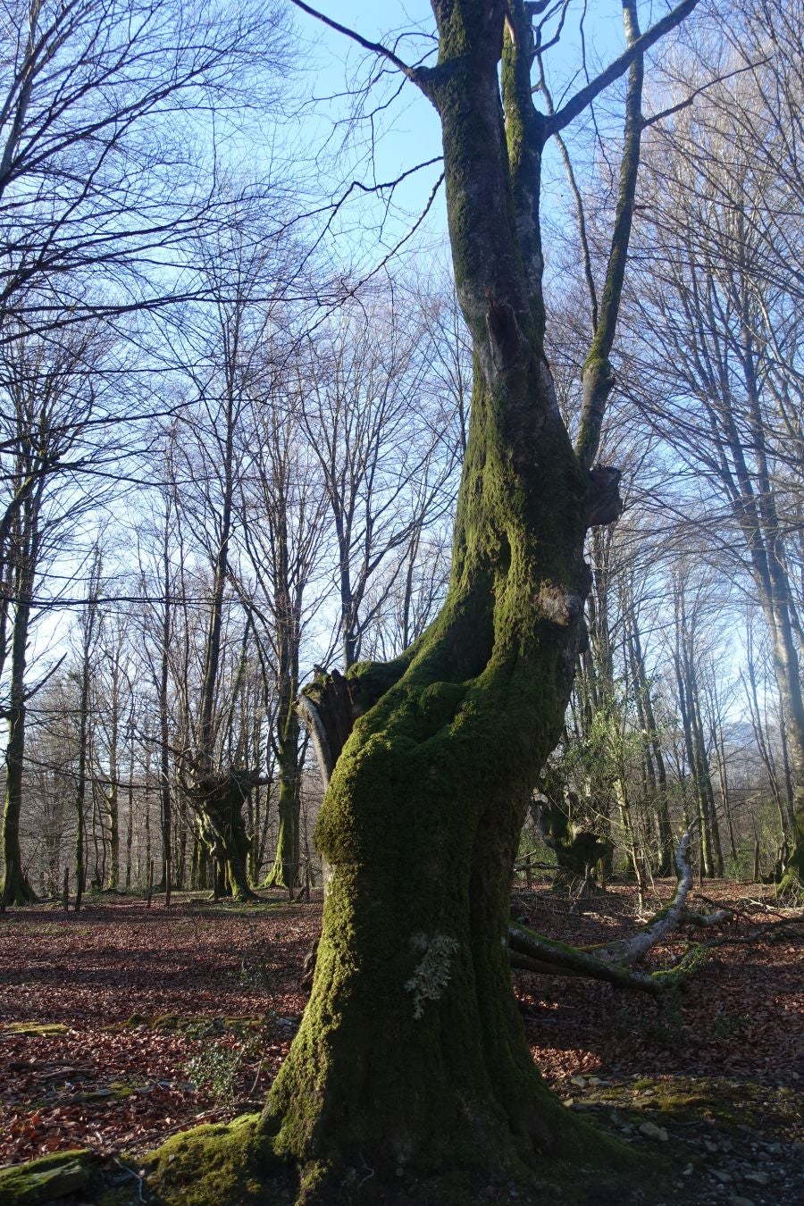 Fotos: Guratz, de camino a Santa Bárbara