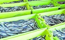 Las pescaderías, sin anchoa