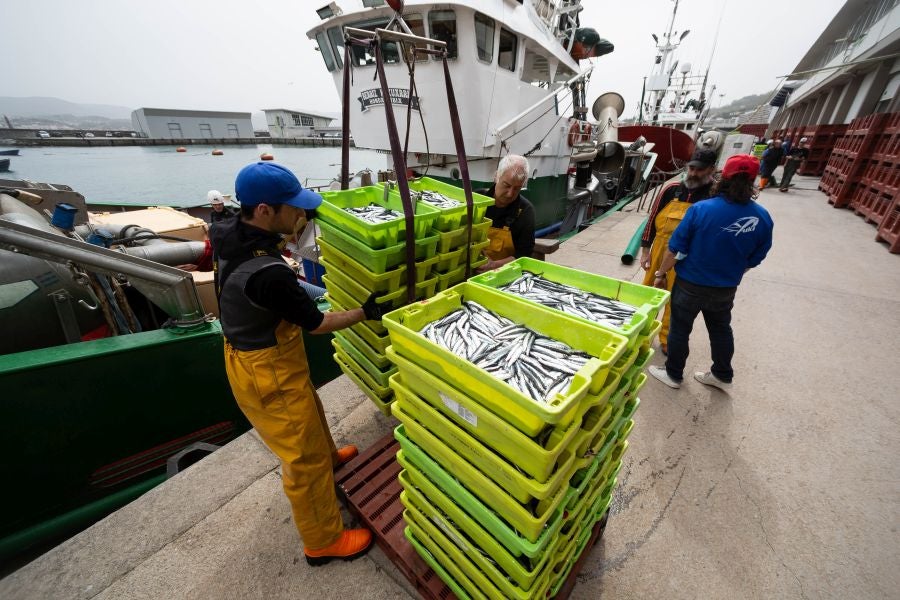 Fotos: La flota vuelve a la mar