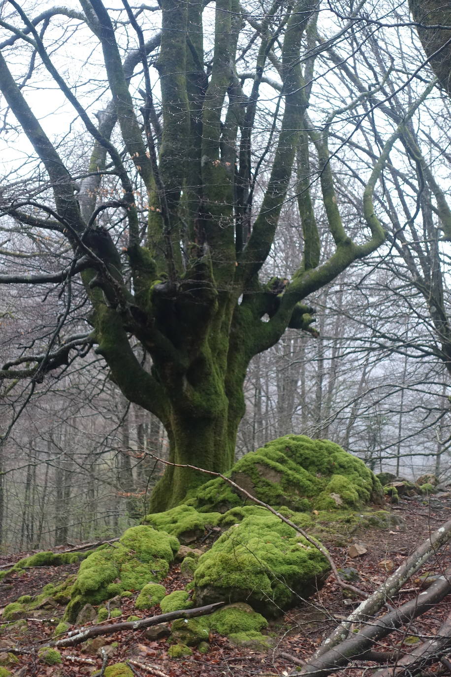 Fotos: Urepel, el señor de las mugas por siglos