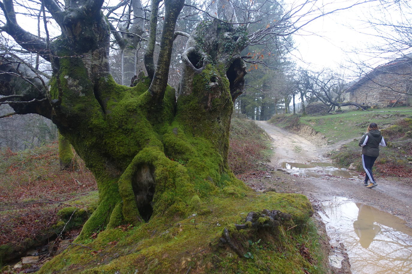 Fotos: Urepel, el señor de las mugas por siglos