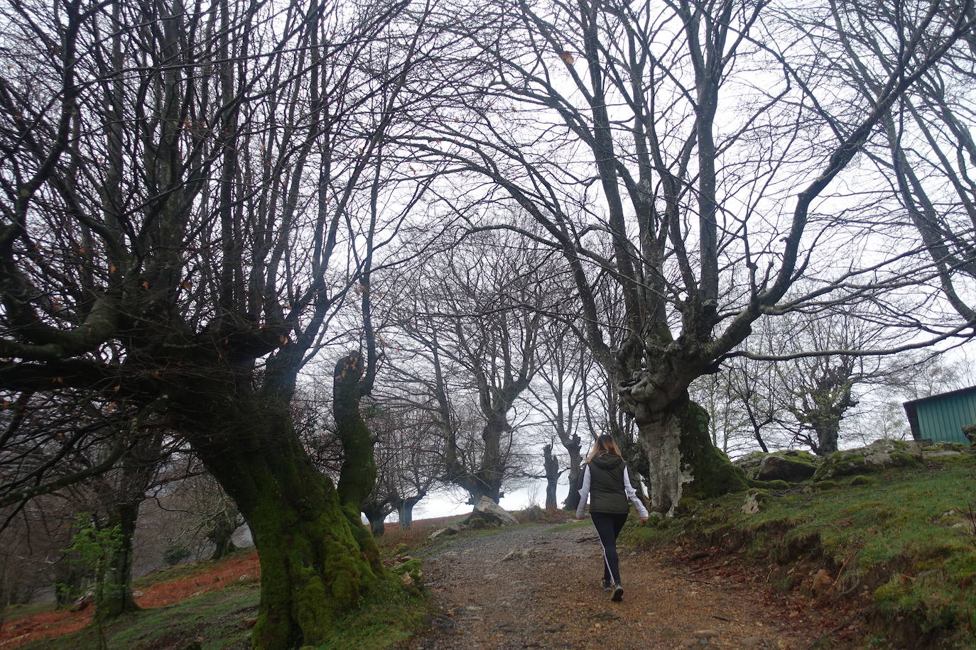 Fotos: Urepel, el señor de las mugas por siglos