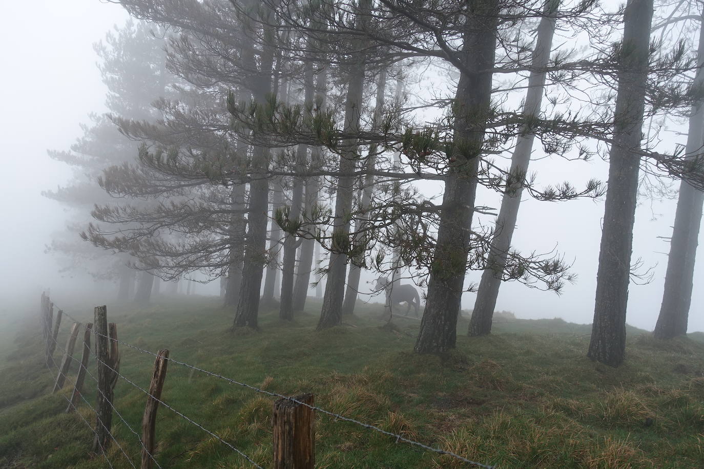 Fotos: Urepel, el señor de las mugas por siglos