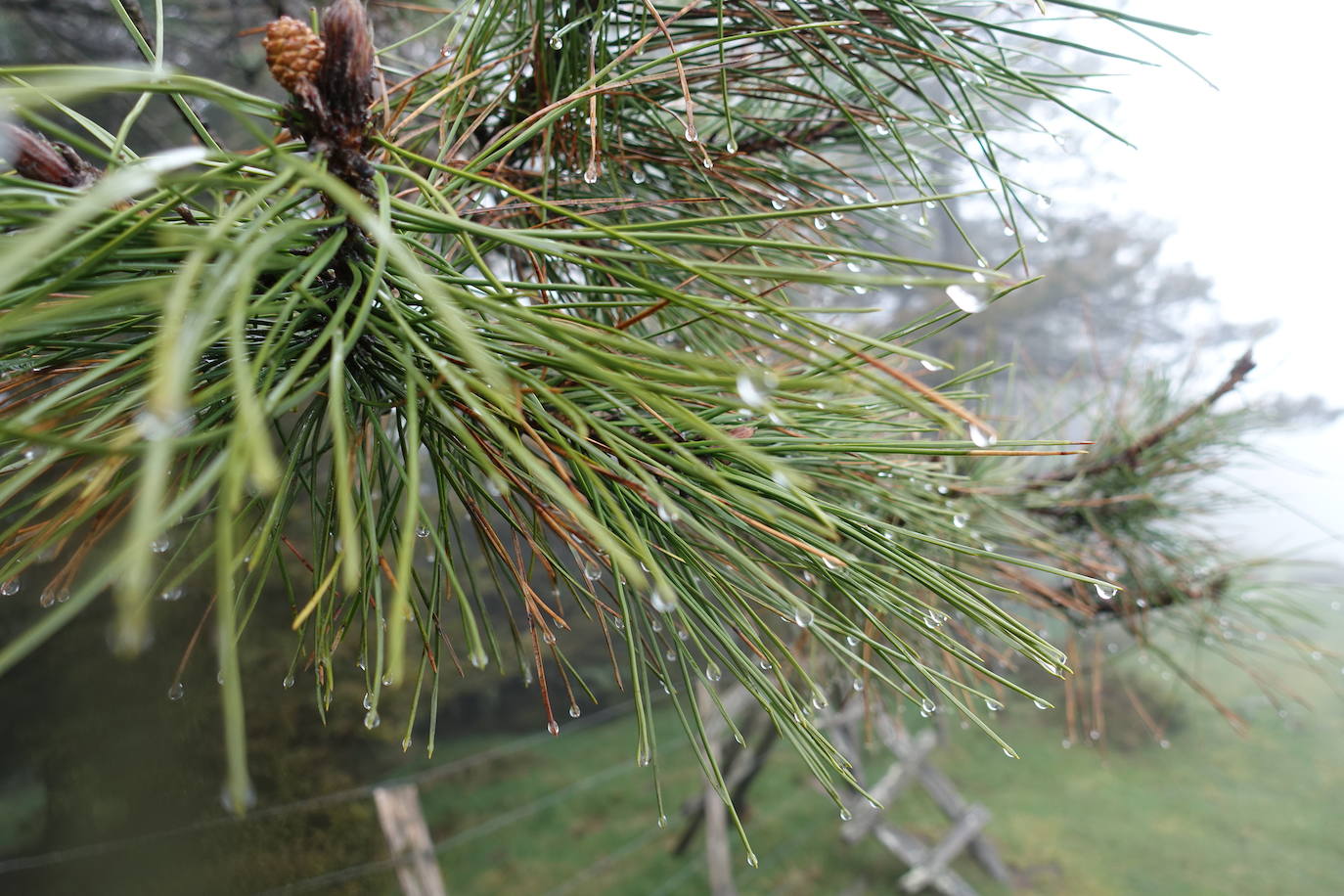 Fotos: Urepel, el señor de las mugas por siglos