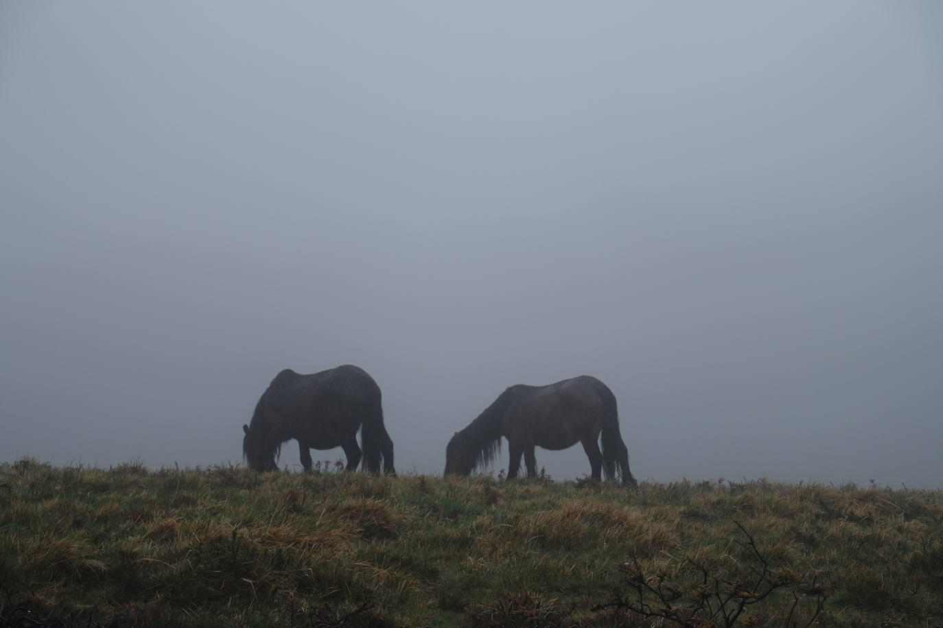 Fotos: Urepel, el señor de las mugas por siglos