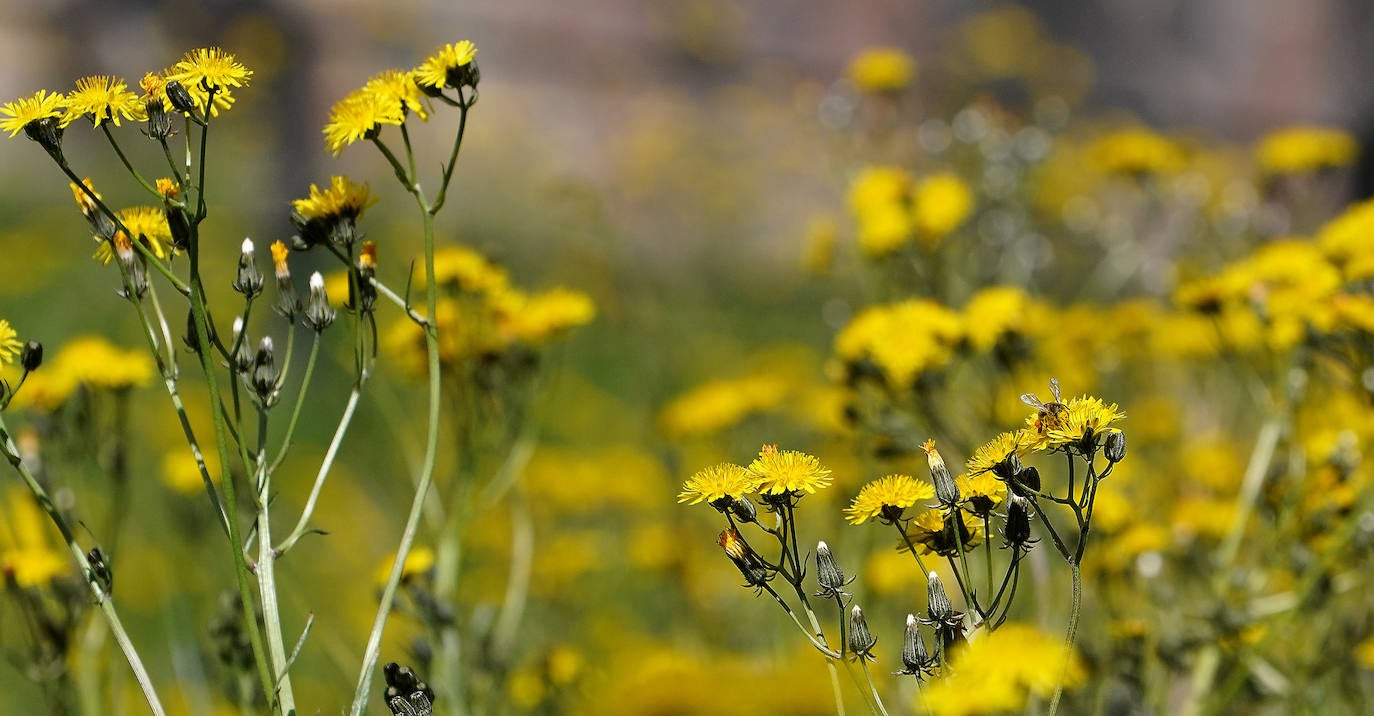 Fotos: El Fuerte de San Marcos abre sus puertas