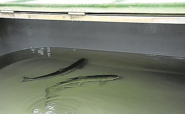 Varias hembras nadan en las cubetas de la piscifactoría.