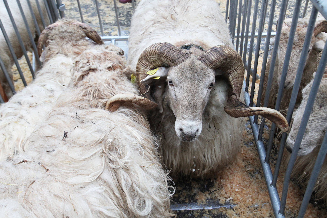 Fotos: Las mejores imágenes del Artzain eguna