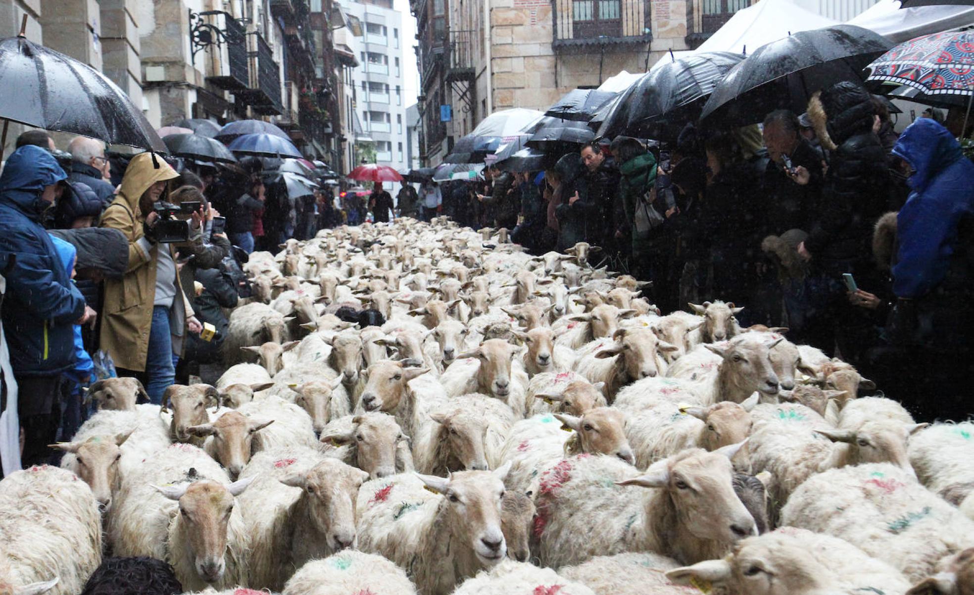 El rebaño de ovejas cruza por las calles de Ordizia.