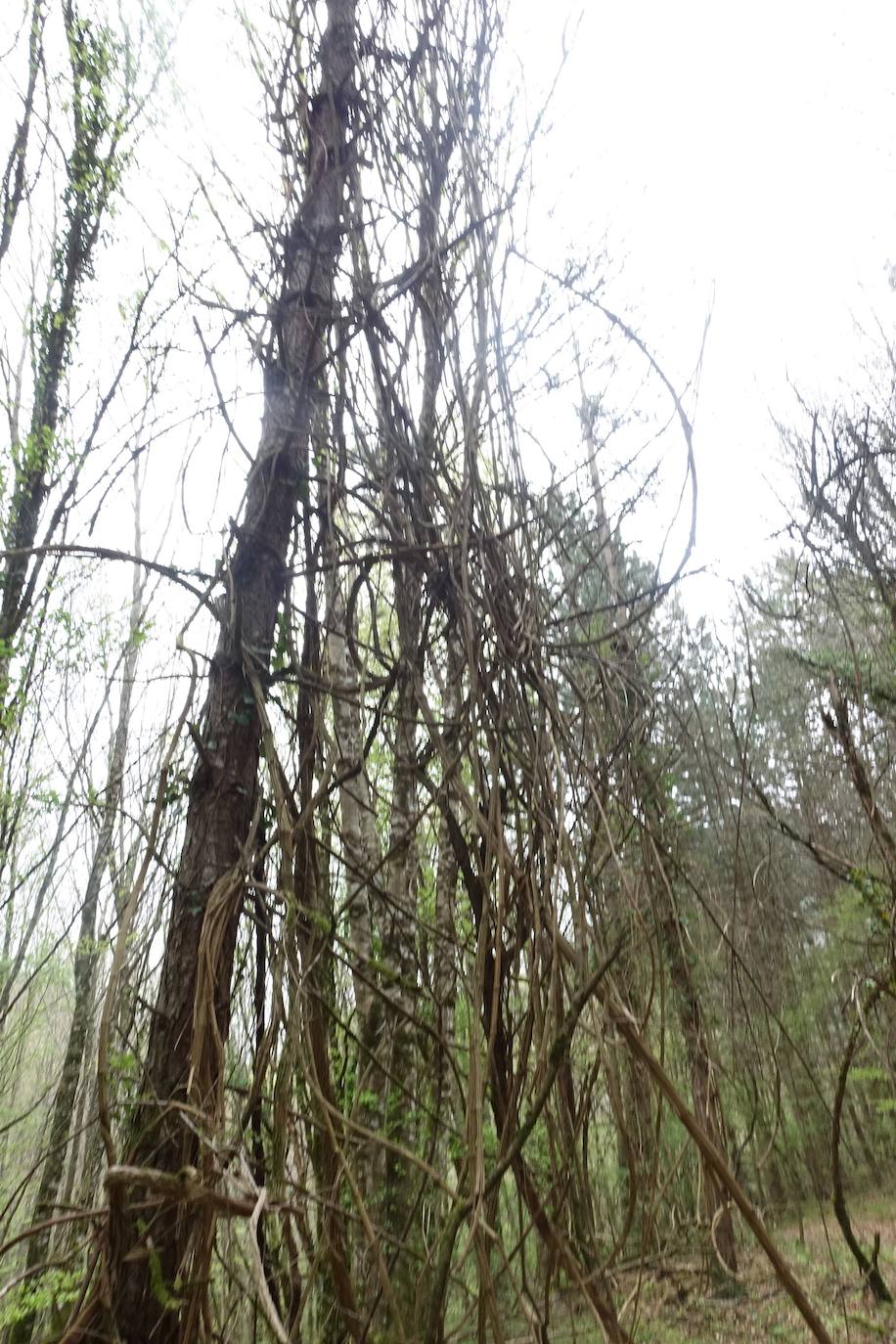 Fotos: Aitxita. La fortaleza de las Dos Hermanas