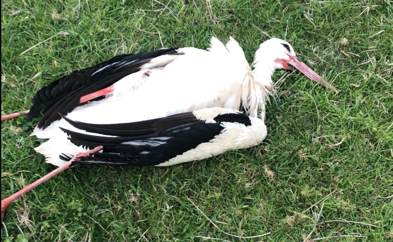 La cigüena muerta en Mutriku.