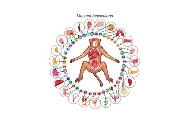 Imagen del estudio 'Cell transcriptomic atlas of the non-human primate Macaca fascicularis'. 