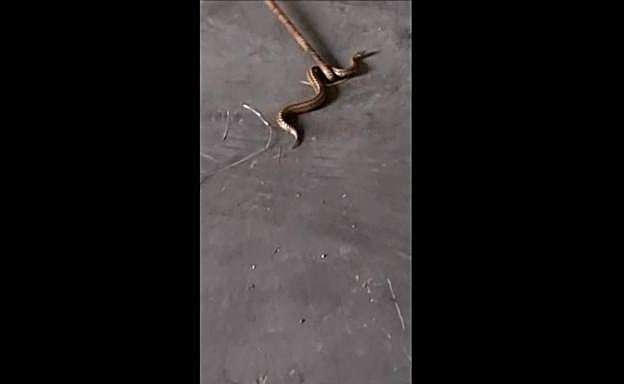 La serpiente en el parking del aeropuerto de Bilbao.