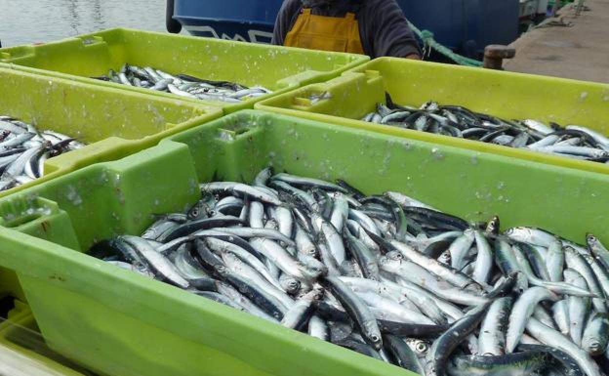 Pesca: La flota de cerco agota más de la mitad de la cuota de anchoa