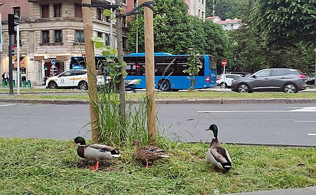 Este miércoles, cerca del parque Araba de San Sebastián.