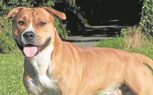 American Staffordshire Terrier