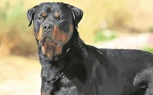 Rottweiler