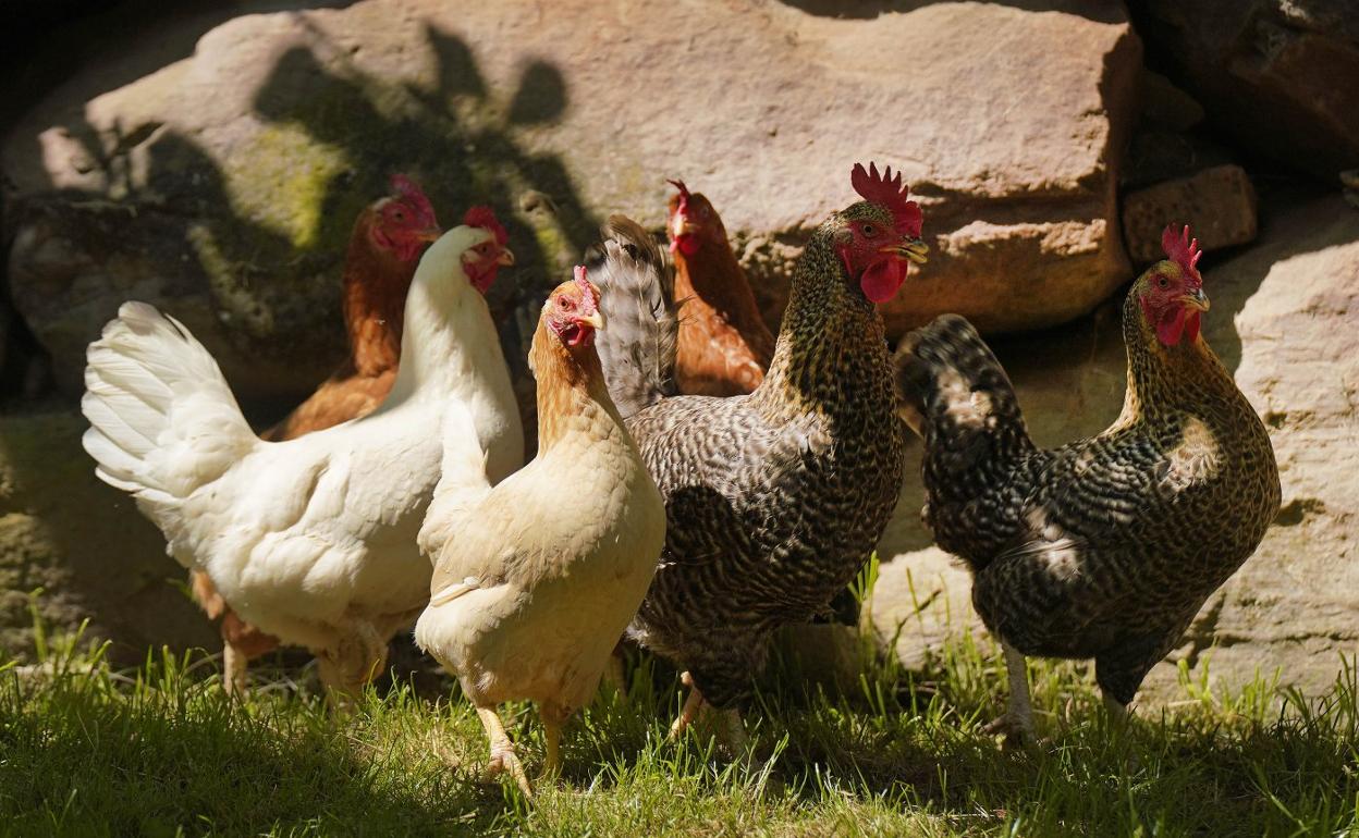 Media docena de gallinas campan en un corral al aire libre. 