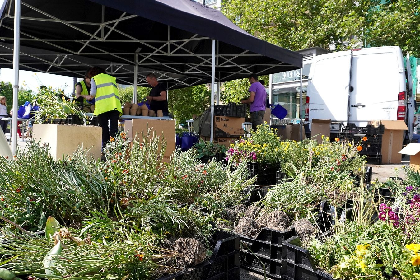 Fotos: Reparto de plantas y bulbos en San Sebastián