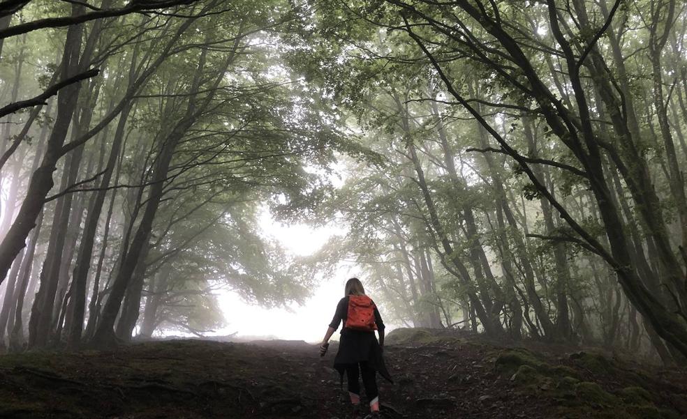 Pasillo entre un bosque de hayas que nos acerca a la cima de Irukurutzeta.