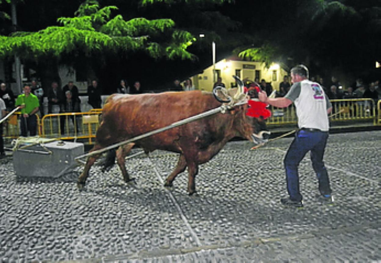 Ander Etxabe idiekin lanean. 