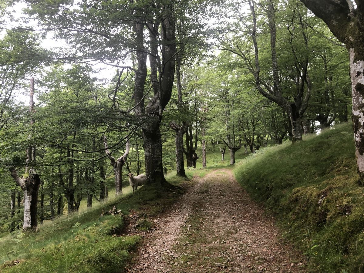 Fotos: Munagirre, magia natural por doquier