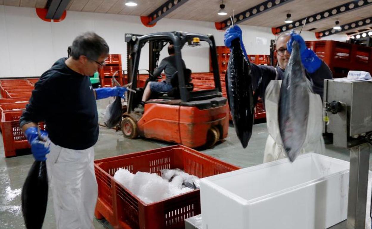 Descarga de bonito en el puerto de Hondarribia. 