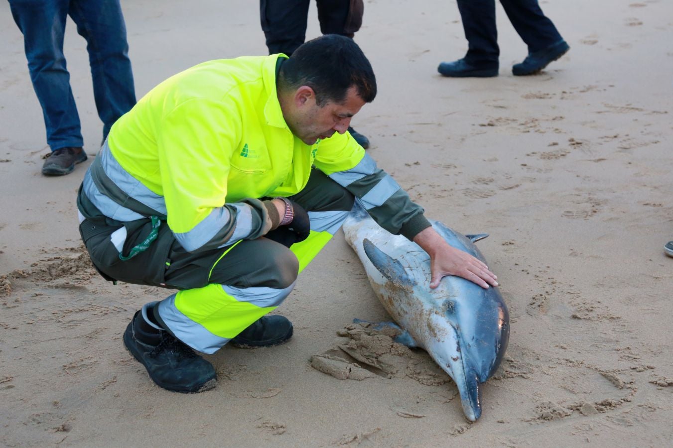 Varios jóvenes han intentado sin éxito devolver el ejemplar al mar