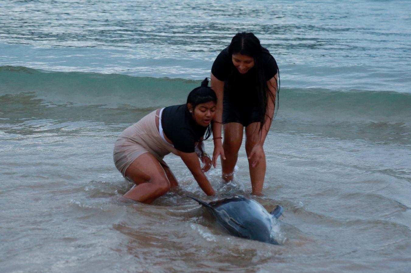 Varios jóvenes han intentado sin éxito devolver el ejemplar al mar