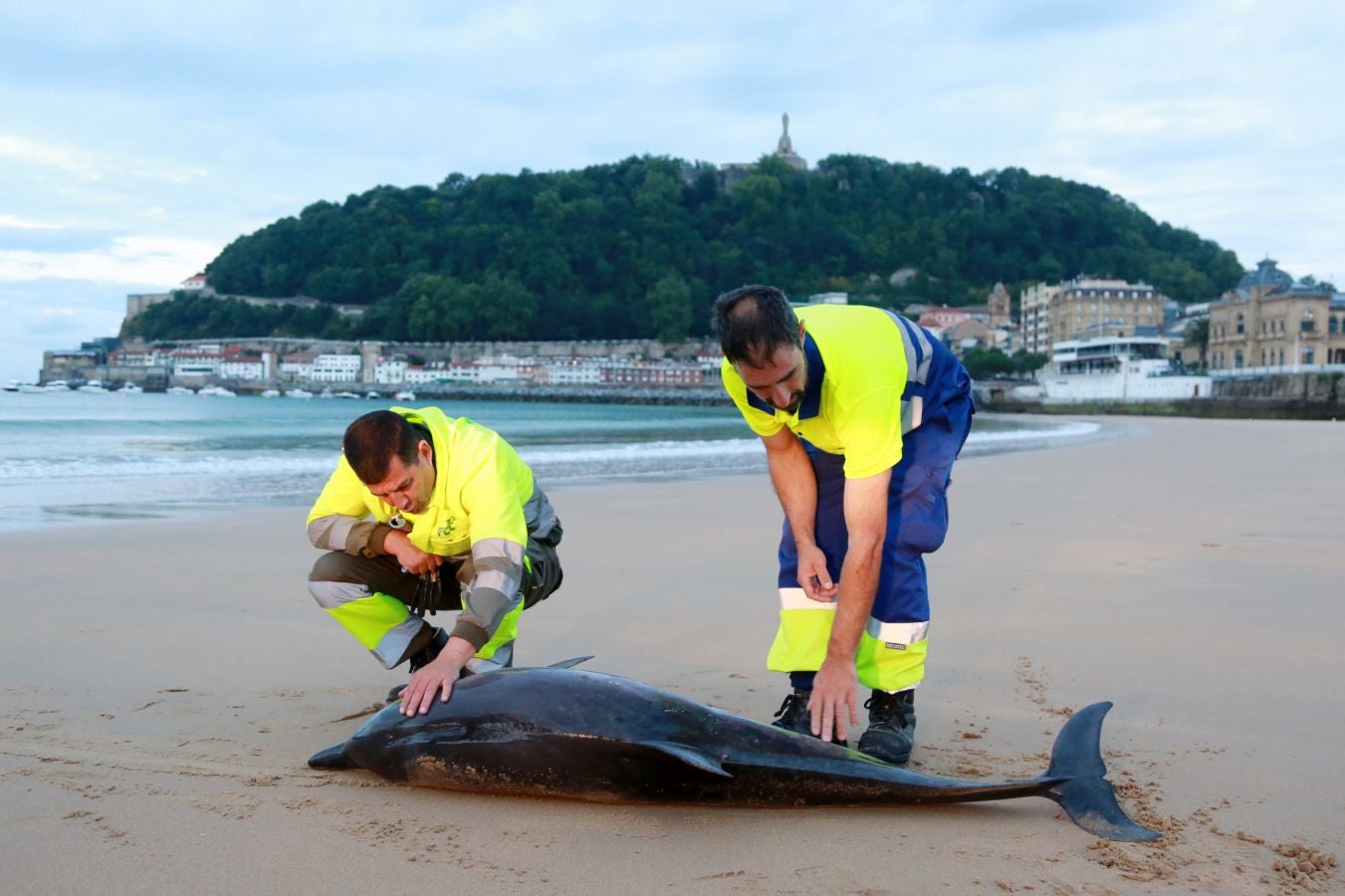 Varios jóvenes han intentado sin éxito devolver el ejemplar al mar