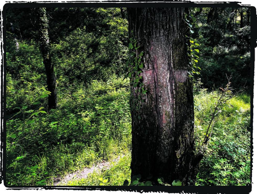 Alguien ha dibujado una cruz en la corteza de un árbol en el lugar donde mataron a Miguel Ángel. 