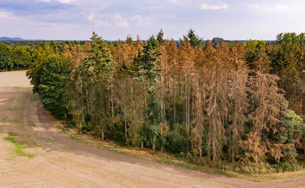 Bosque con árboles secos.