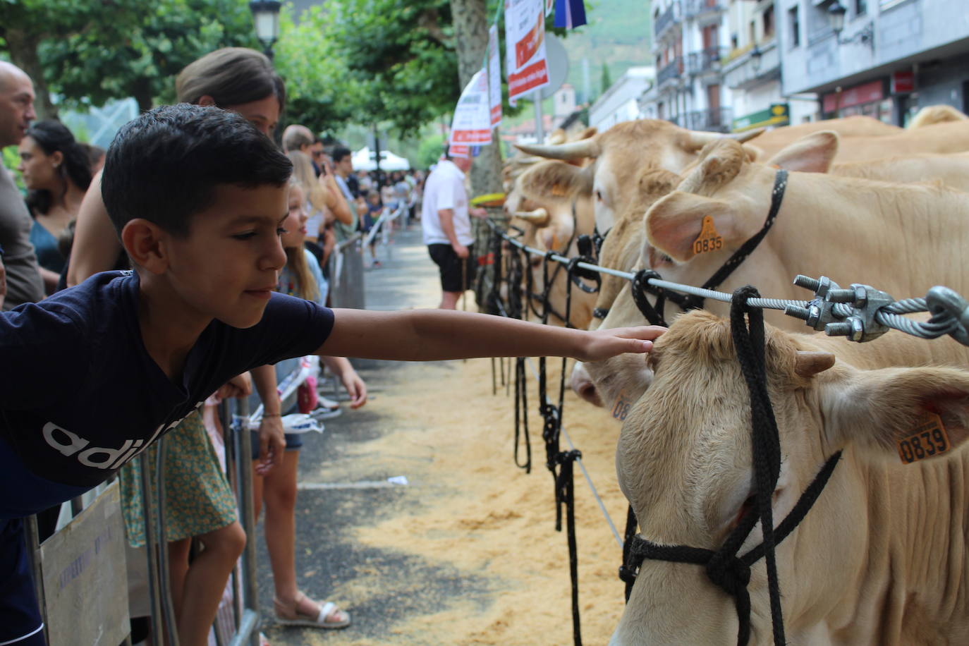 Fotos: Gogoz ozpatu dute azpeitiarrek Santio Eguna eta jada saninazioren zain daude