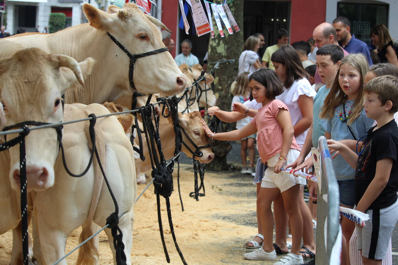 Fotos: Gogoz ozpatu dute azpeitiarrek Santio Eguna eta jada saninazioren zain daude