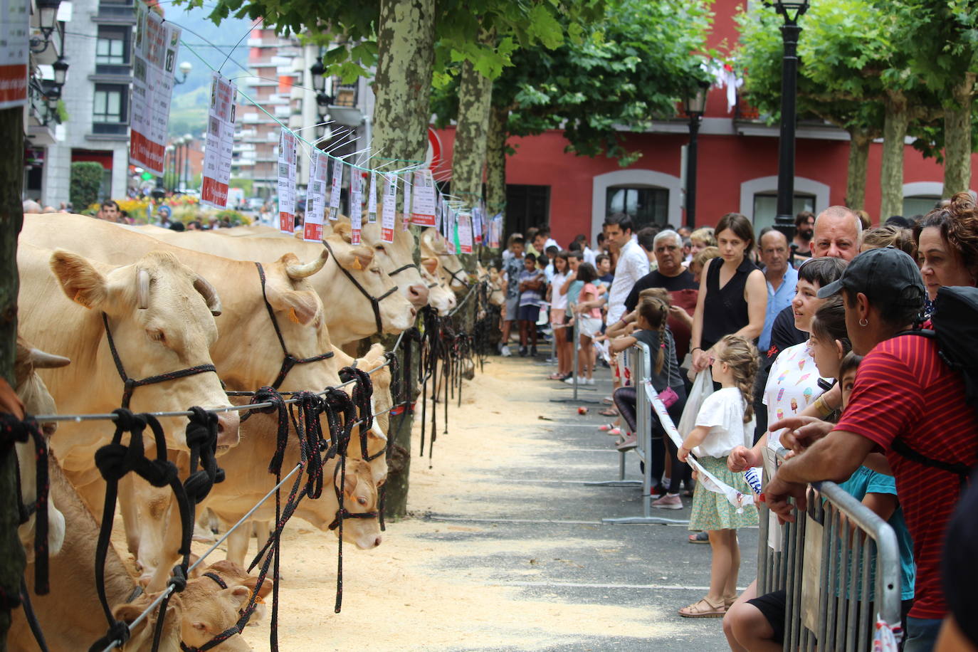 Fotos: Gogoz ozpatu dute azpeitiarrek Santio Eguna eta jada saninazioren zain daude