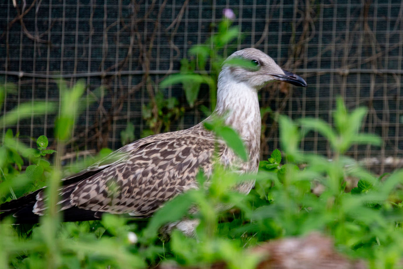 Fotos: Las aves del nuevo centro de recuperación Basabizi