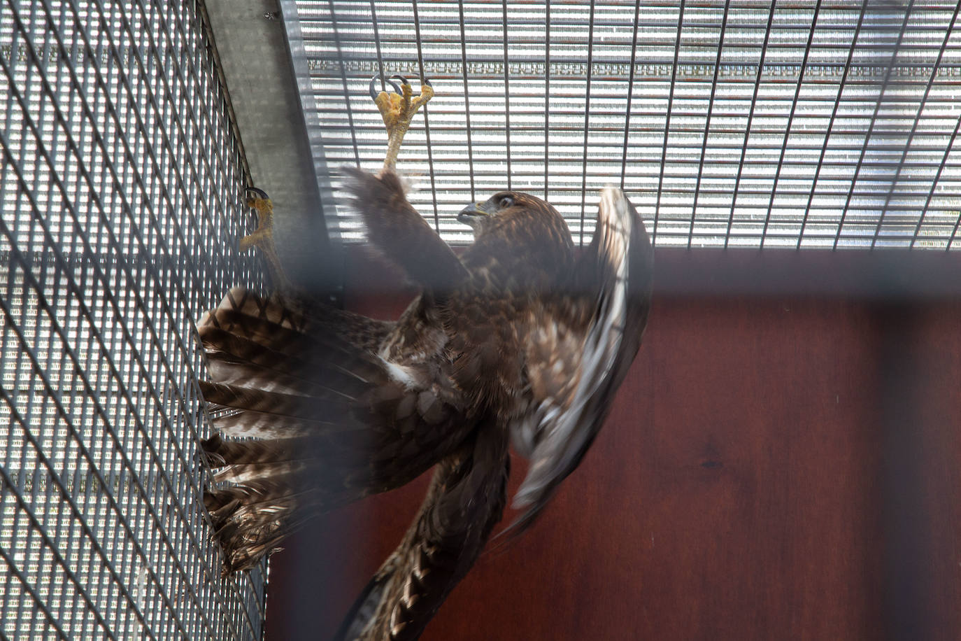 Fotos: Las aves del nuevo centro de recuperación Basabizi