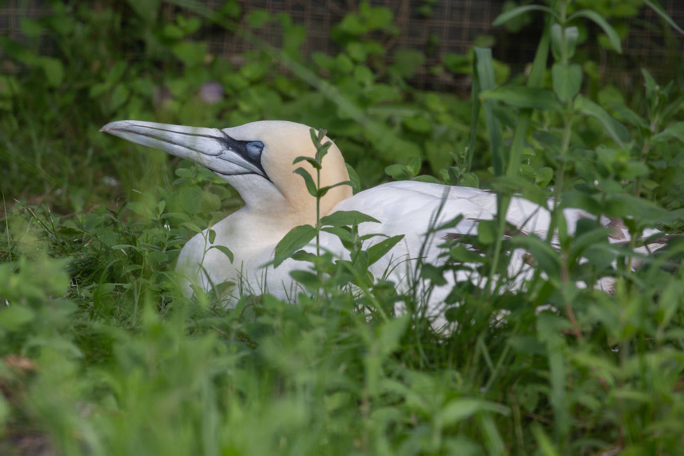 Fotos: Las aves del nuevo centro de recuperación Basabizi